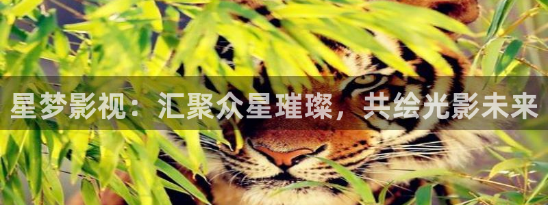 白云视频app下载安装
